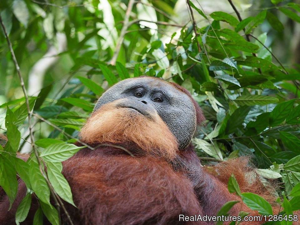 Orang Utan | 3 Days Jungle Trek | Image #4/13 | 