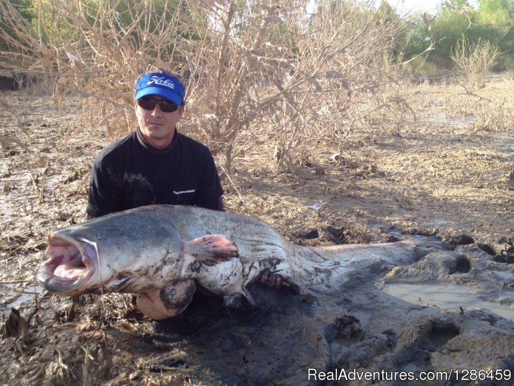 Cat fishing | Fishing Guides Ebro River Spain | Image #3/9 | 