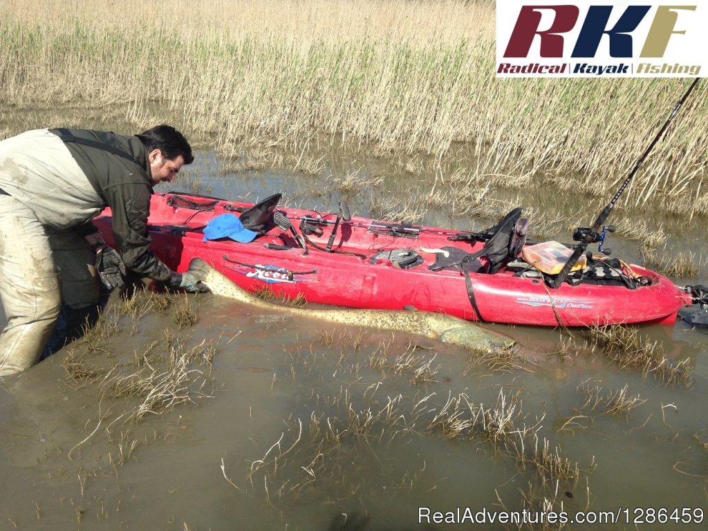 Cat Fish | Fishing Guides Ebro River Spain | Image #5/9 | 