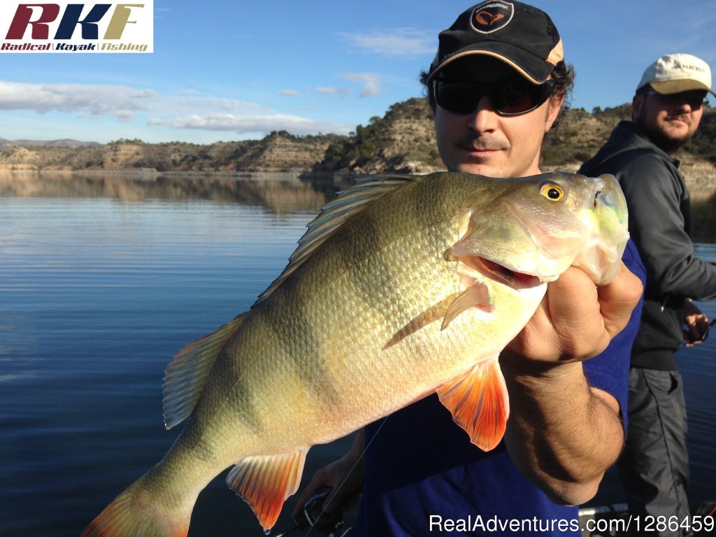 Perch | Fishing Guides Ebro River Spain | Image #7/9 | 