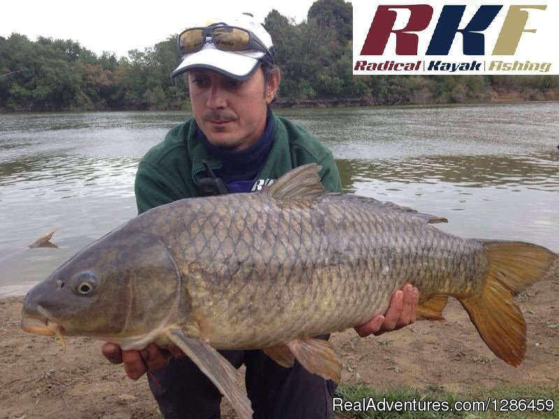 Carp | Fishing Guides Ebro River Spain | Image #9/9 | 