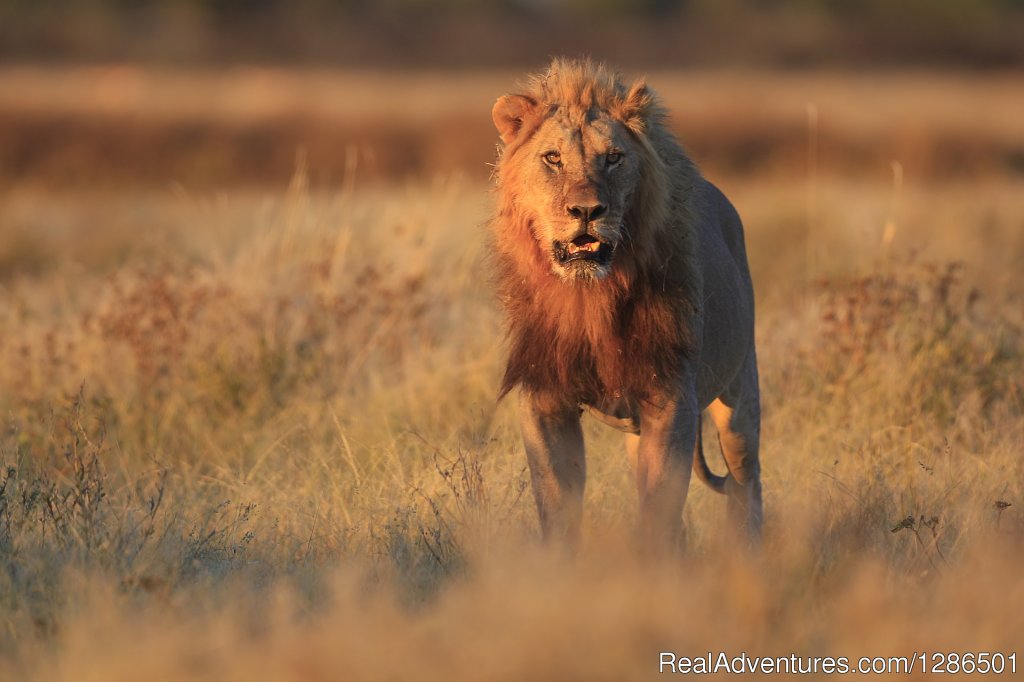 Serengeti | Tosha Adventures | Arusha, Tanzania | Sight-Seeing Tours | Image #1/6 | 