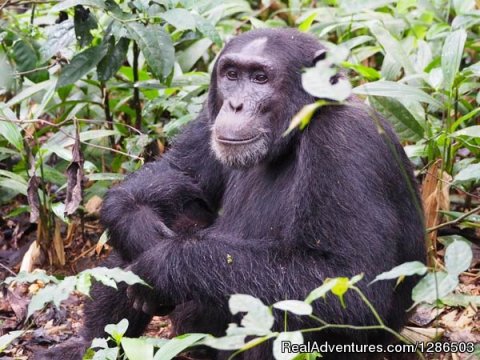 Chimpanzee in Kibale