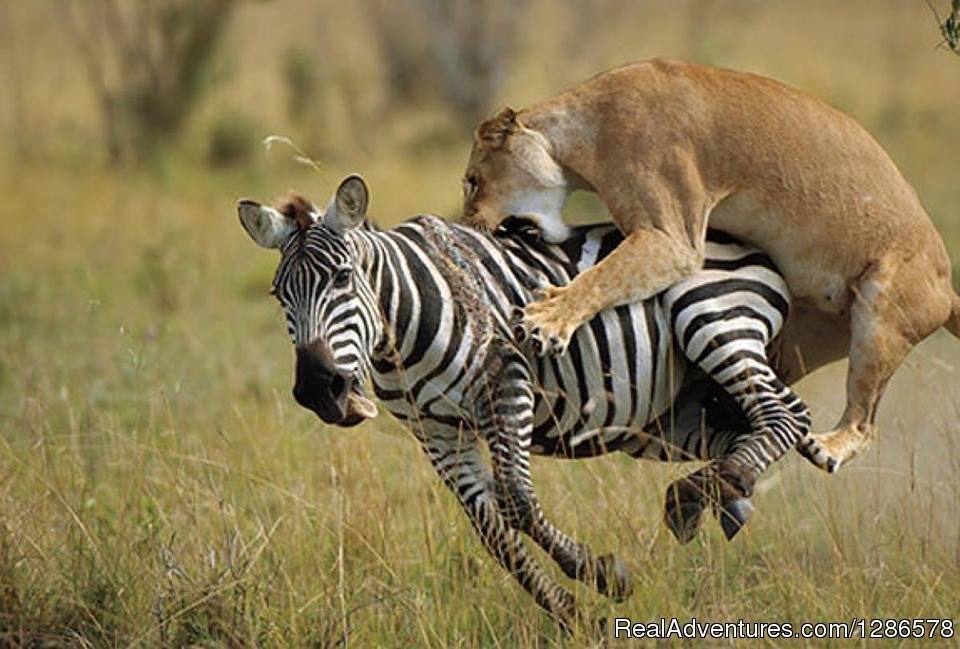 Lion King Brothers Cudling | Adventure Safari Bookers | Aberdare National Park, Kenya | Eco Tours | Image #1/3 | 