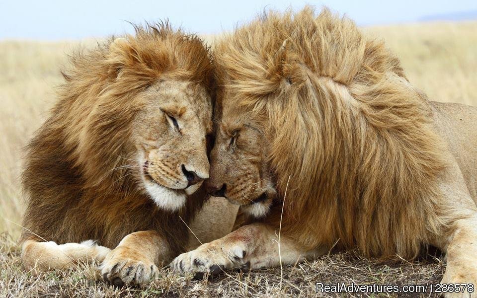 Lion King brothers cudling | Adventure Safari Bookers | Image #3/3 | 