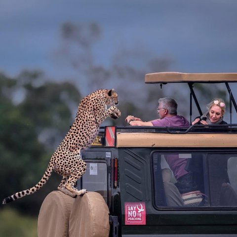 Game Drive In Masai Mara