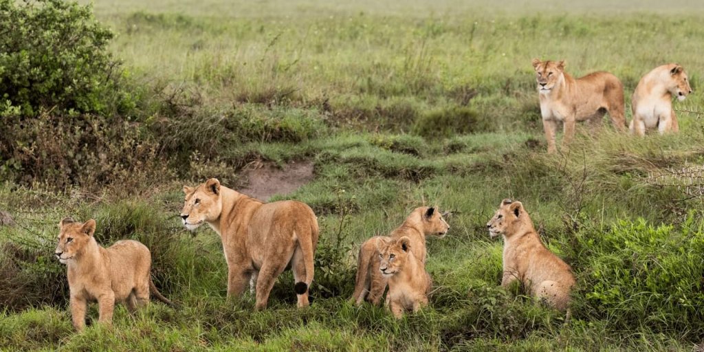 Lion's | 5 Days Manyara Np, Serengeti Np And Ngorongoro | Image #15/18 | 