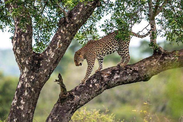 Leopard | 5 Days Manyara Np, Serengeti Np And Ngorongoro | Image #16/18 | 