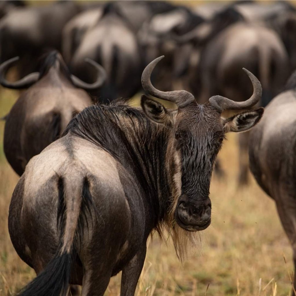 Wildebeest | 5 Days Manyara Np, Serengeti Np And Ngorongoro | Image #13/18 | 