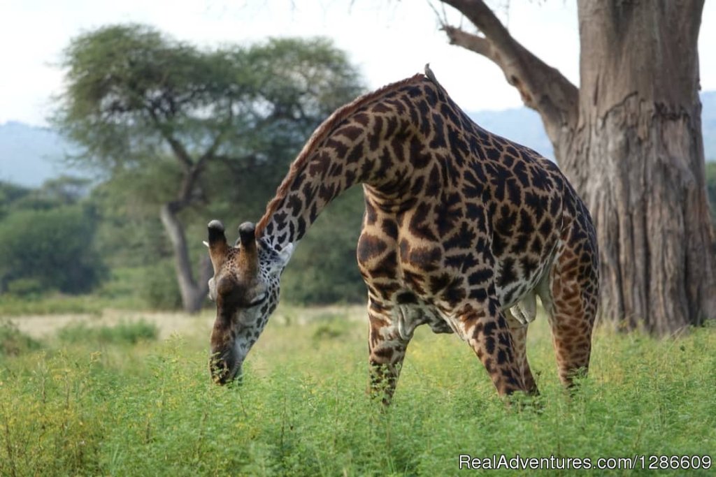 Giraffe | 5 Days Manyara Np, Serengeti Np And Ngorongoro | Arusha, Tanzania | Wildlife & Safari Tours | Image #1/18 | 