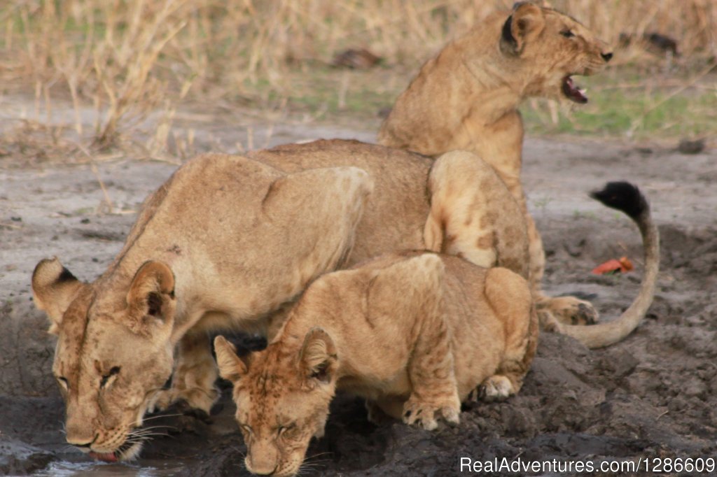 Lions | 5 Days Manyara Np, Serengeti Np And Ngorongoro | Image #4/18 | 