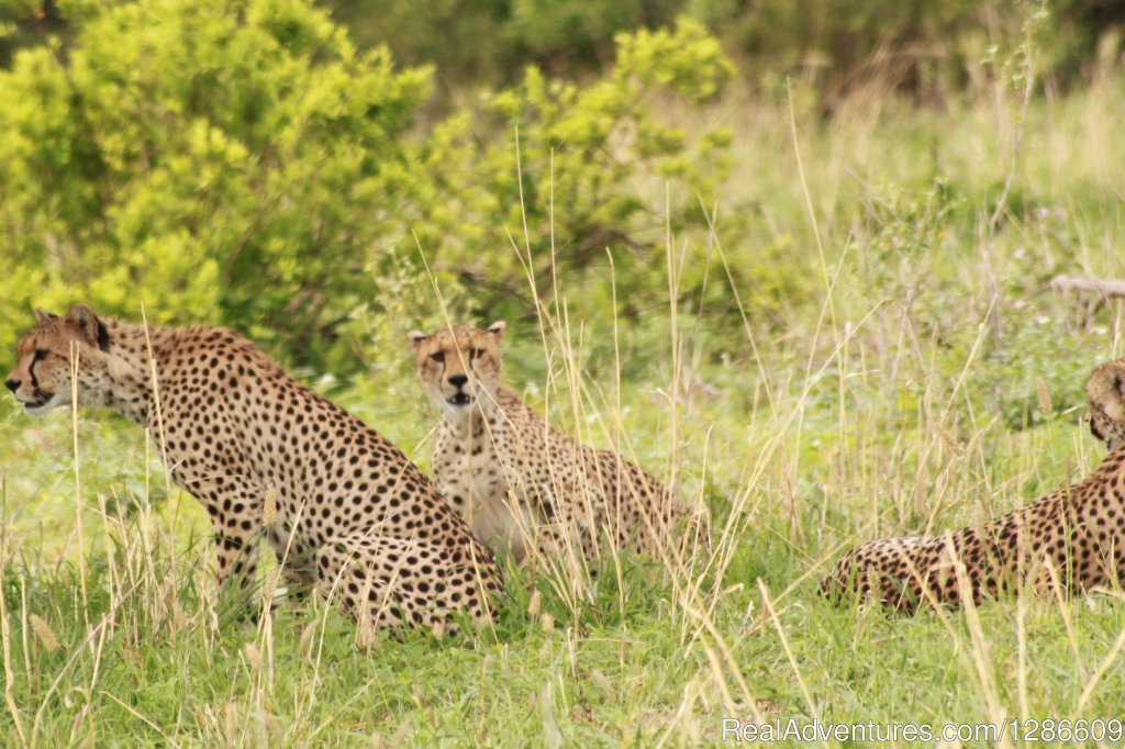 Cheetahs | 5 Days Manyara Np, Serengeti Np And Ngorongoro | Image #3/18 | 