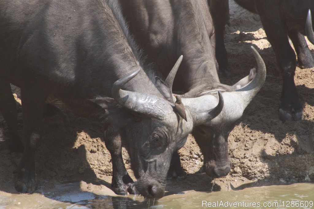 Buffalo | 5 Days Manyara Np, Serengeti Np And Ngorongoro | Image #2/18 | 