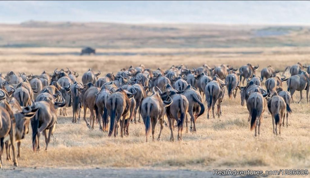 Wildebeests | 5 Days Manyara Np, Serengeti Np And Ngorongoro | Image #5/18 | 