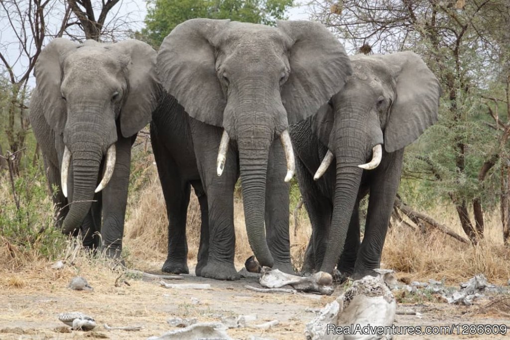 Elephants | 5 Days Manyara Np, Serengeti Np And Ngorongoro | Image #6/18 | 