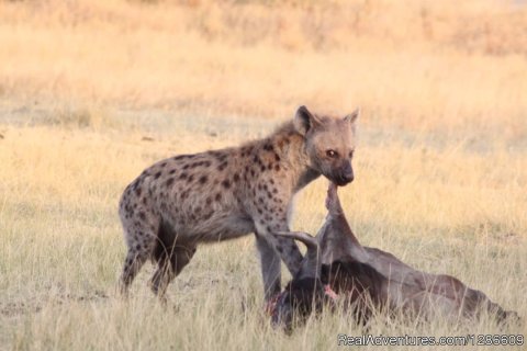 Hyenas