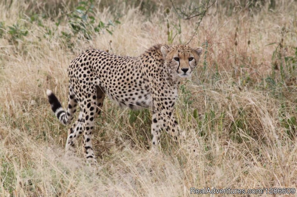 Cheetah | 5 Days Manyara Np, Serengeti Np And Ngorongoro | Image #8/18 | 