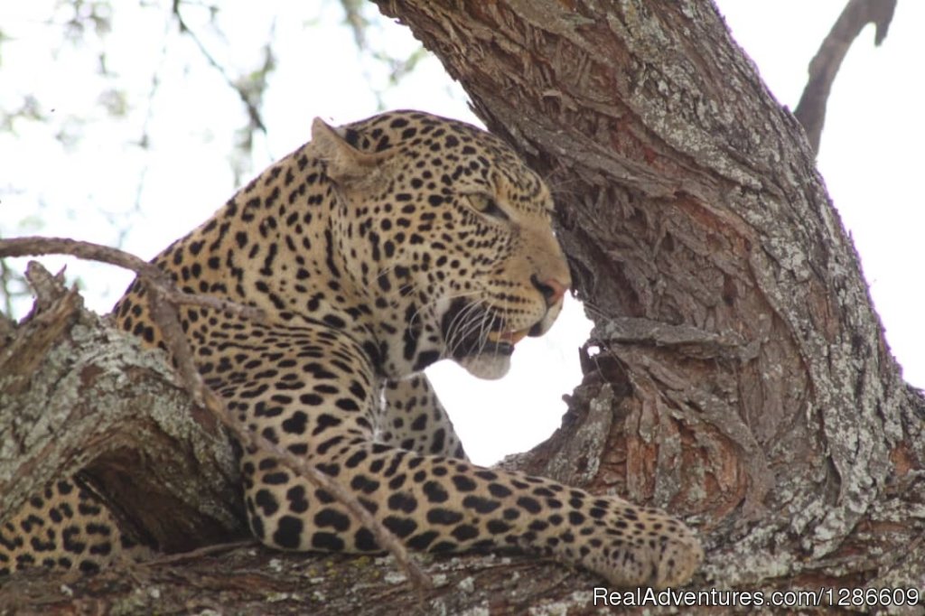 Leopard | 5 Days Manyara Np, Serengeti Np And Ngorongoro | Image #9/18 | 