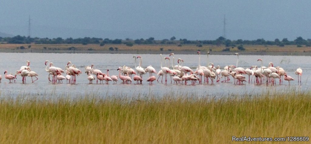 Flamingos | 5 Days Manyara Np, Serengeti Np And Ngorongoro | Image #10/18 | 