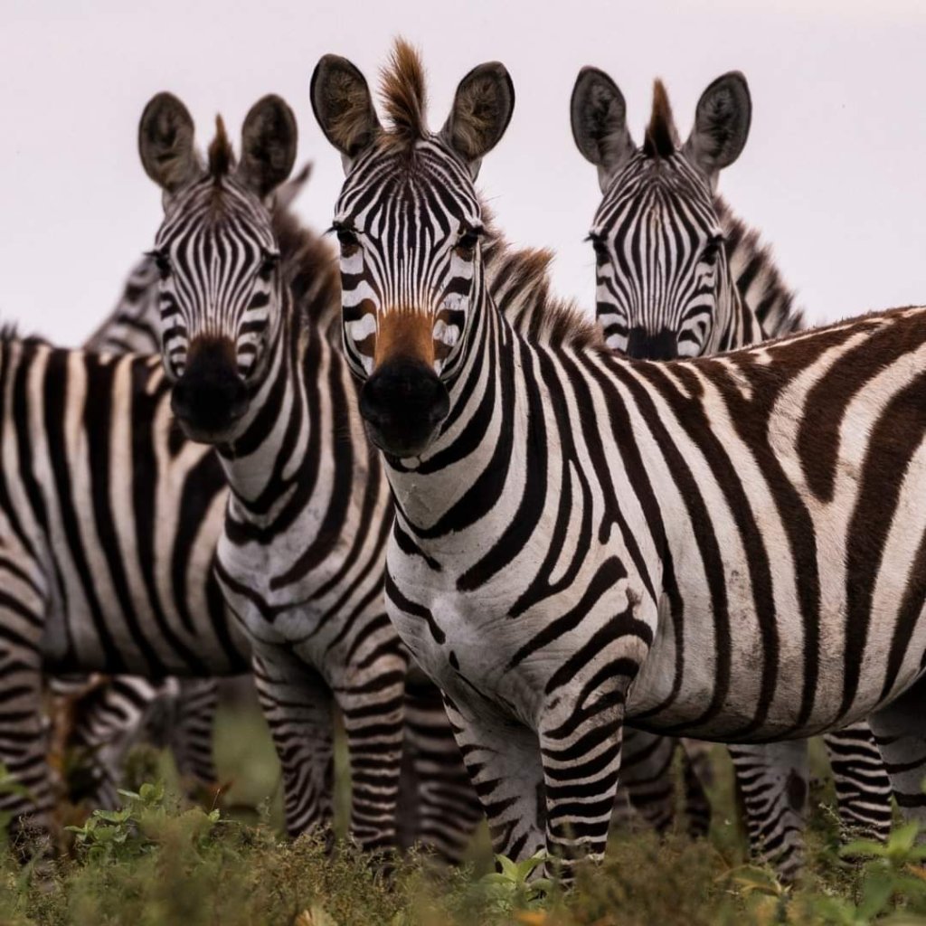 Zebras | 5 Days Manyara Np, Serengeti Np And Ngorongoro | Image #14/18 | 