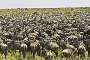 10 Days Serengeti Wildebeest Migration Safari