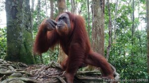 1 Day Jungle Trek At Bukit Lawang