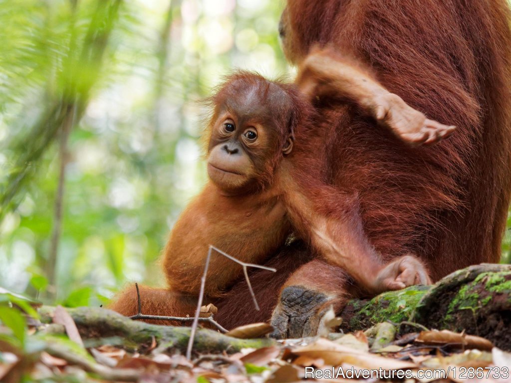 Orang Utan | 1 Day Jungle Trek At Bukit Lawang | Image #5/13 | 