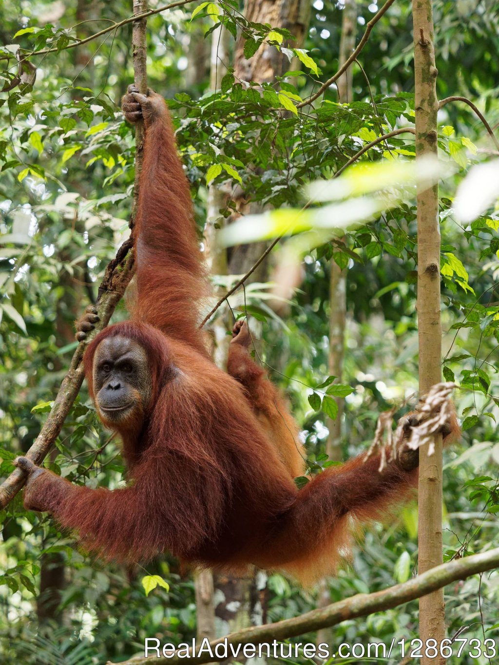 1 Day Jungle Trek At Bukit Lawang | Image #12/13 | 