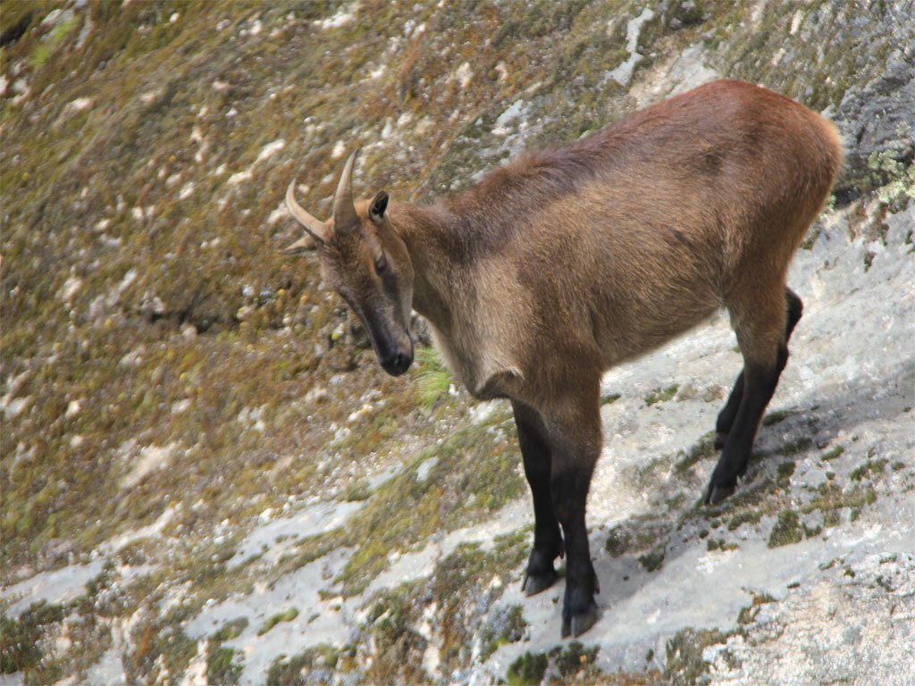 Himalayan Thar (mountain Goat) | Everest Base Camp Trek | Image #3/10 | 