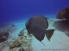 Koox Diving Cozumel | Quintana Roo, Mexico