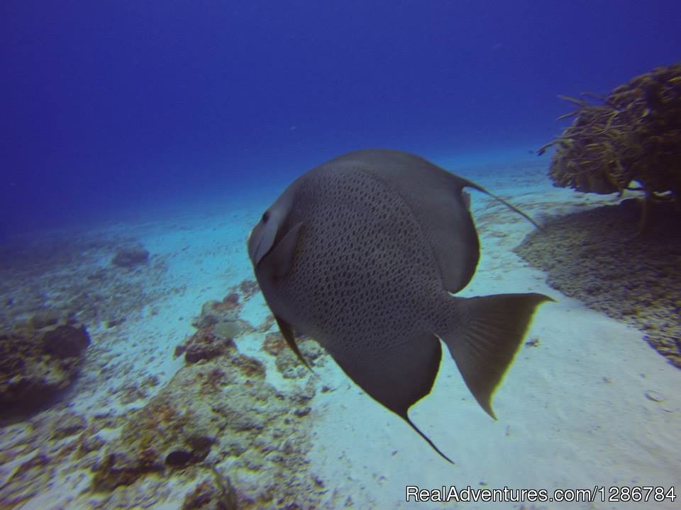 Cozumel reef snorkeling | Koox Diving Cozumel | Quintana Roo, Mexico | Scuba Diving & Snorkeling | Image #1/2 | 