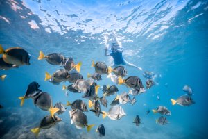 High Tide Los Cabos , The Best Ecotours