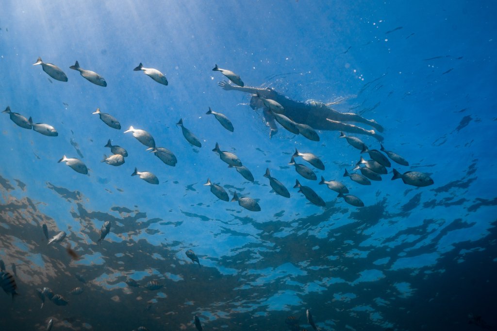 Pelican Rock | High Tide Los Cabos , The Best Ecotours | Image #3/7 | 