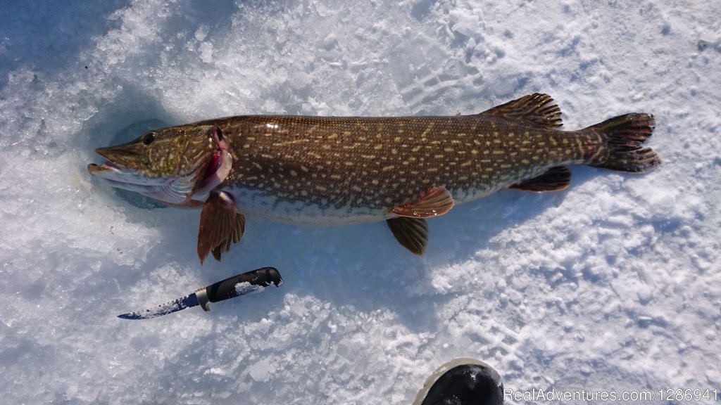 Pikes can be really large | Best Fishing In Lapland | Image #4/9 | 