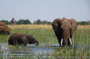 Wild life Expose | Livingstone, Zambia Sight-Seeing Tours | Great Vacations & Exciting Destinations