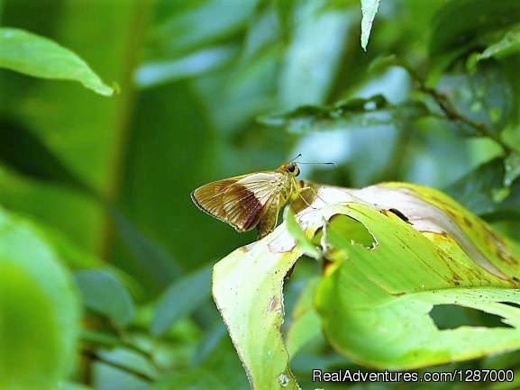 Darien Nature | Darien Gap Jungle Expedition - Panama | Image #8/11 | 