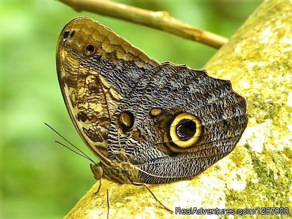 Darien Nature | Darien Gap Jungle Expedition - Panama | Image #9/11 | 