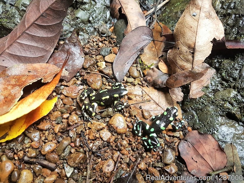 Jungles of Darien | Darien Gap Jungle Expedition - Panama | Image #10/11 | 