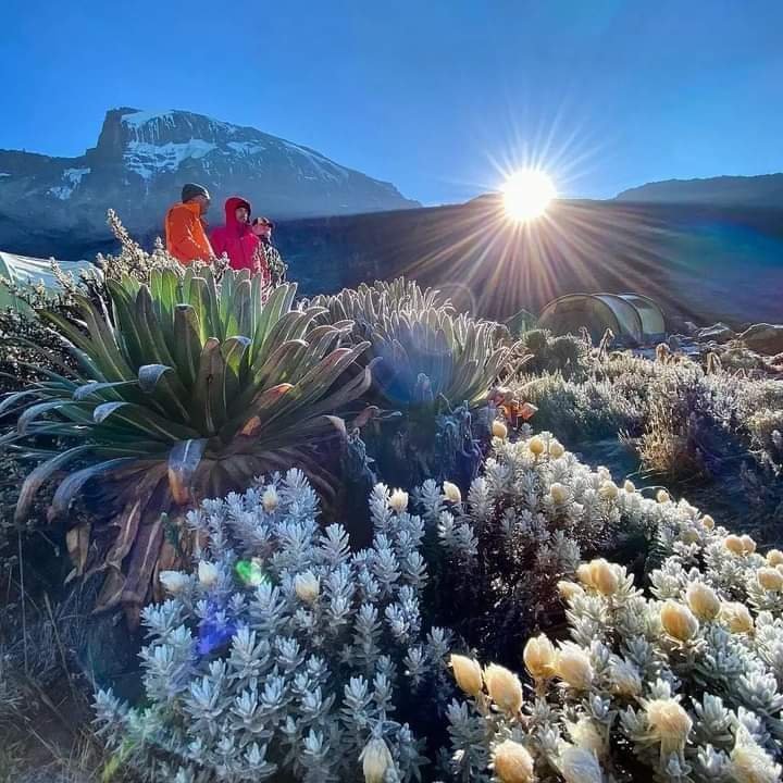 Kilimanjaro Climbing Scenery Tour | Check For Trekking Kilimanjaro And Safari Tours | Image #2/5 | 