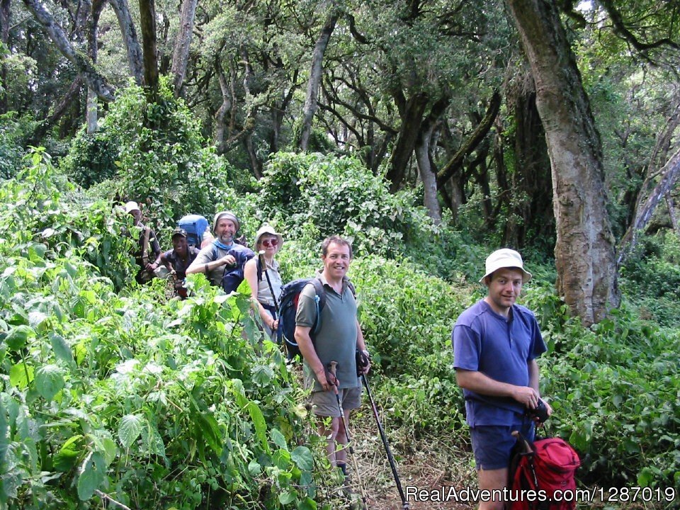 First day trekking Kilimanjaro in a forest | Check For Trekking Kilimanjaro And Safari Tours | Arusha, Tanzania | Hiking & Trekking | Image #1/5 | 