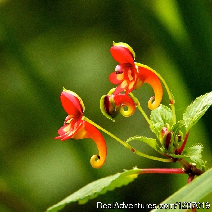 Kilimanjaro vegetations include beautiful wild flowers | Check For Trekking Kilimanjaro And Safari Tours | Image #4/5 | 