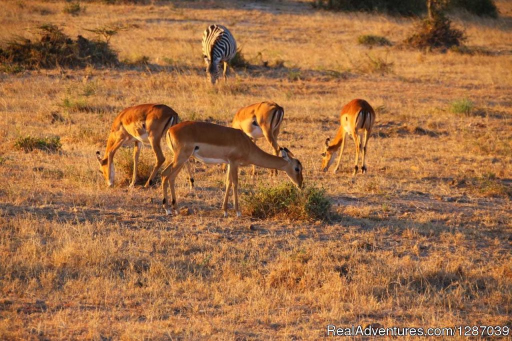 Wild Mara | 4 Days/ 3 Nights Masai Mara and Lake Nakuru Nation | Nairobi, Kenya | Sight-Seeing Tours | Image #1/2 | 