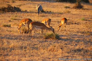 4 Days/ 3 Nights Masai Mara and Lake Nakuru Nation