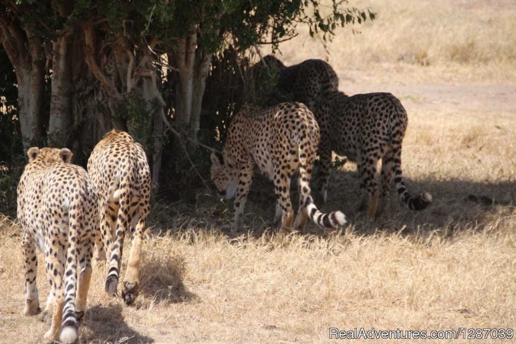 Wild Mara | 4 Days/ 3 Nights Masai Mara and Lake Nakuru Nation | Image #2/2 | 