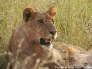 Memorable African safaris