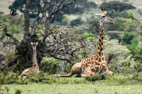 Masai Mara