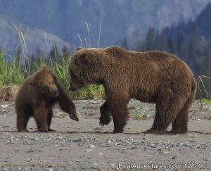 Bear Viewing In Alaska