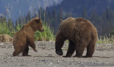 Bear Viewing in Alaska