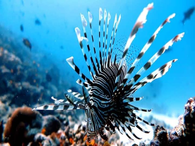 Under Water View | Beach Cottage Rasdhoo | Image #15/21 | 