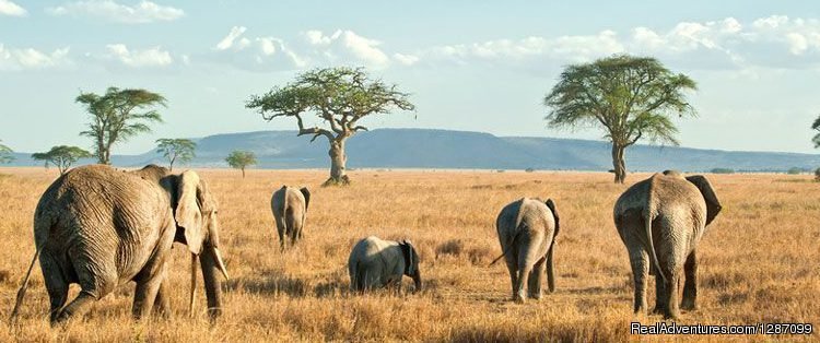 4 Days Fast Safari Tarangire National Park, Sereng | Image #4/4 | 